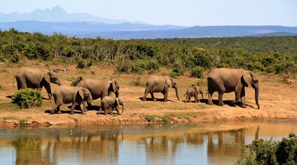 On Safari in South Africa – The Best Wildlife Experiences