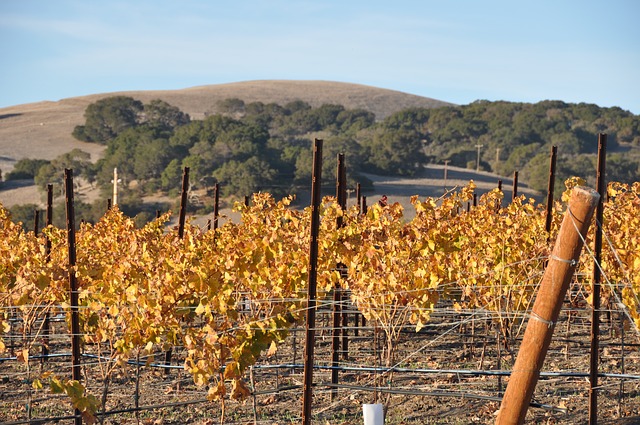 Sonoma wine, California Wine, Vineyards