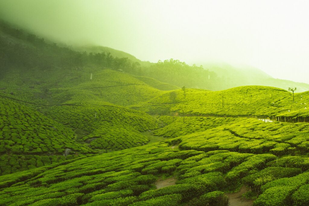 5 Amazing Activities You Must Do in Kerala | Travel Luxury Villas