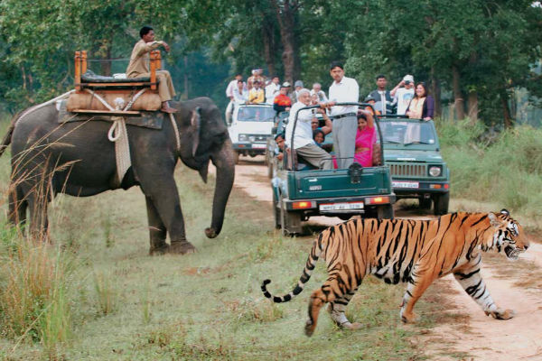 Guide to Tiger Safari in India ? Best Tours, Destinations and Species